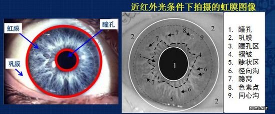 中国科学院孙哲南研究员：带你认识虹膜识别研究进展和发展趋势